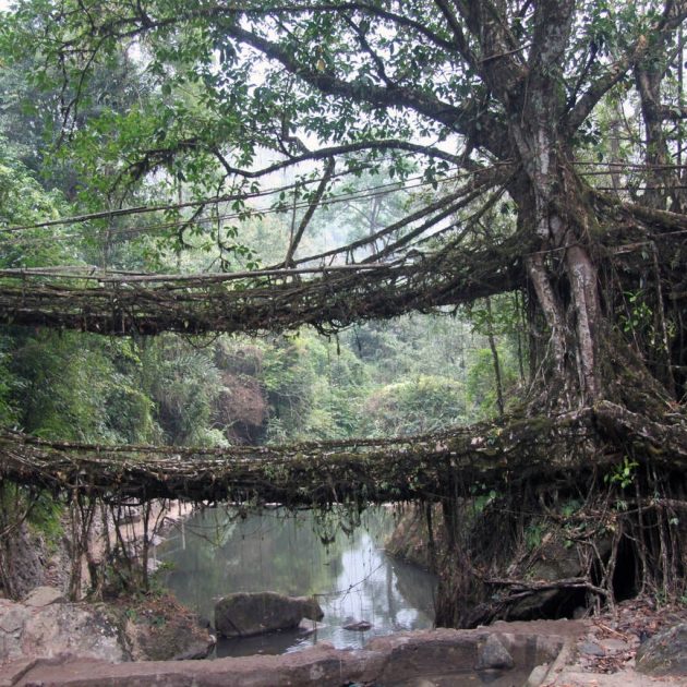 Living Root Bridge, Oddessemania