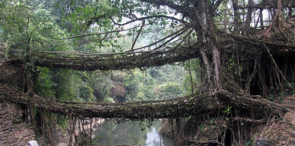Living Root Bridge, Oddessemania