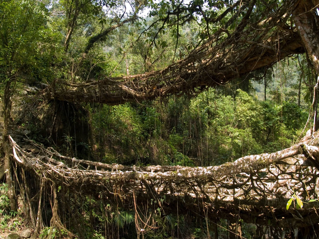 The A-Z Of The Fascinating Living Root Bridges Of Meghalaya