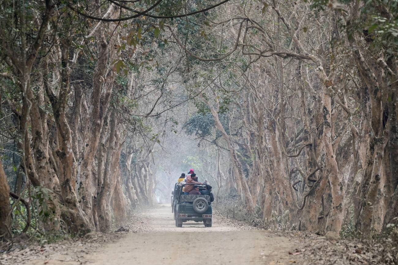 This Is The Only Assam Travel Guide You'll Ever Need!