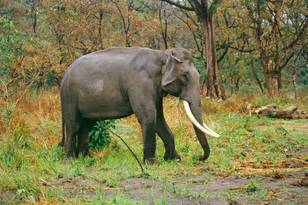 This Is The Only Assam Travel Guide You'll Ever Need! 9 Manas national park