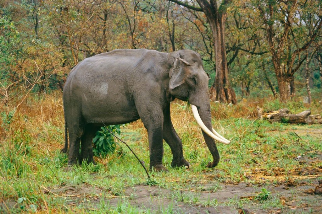 Manas national park