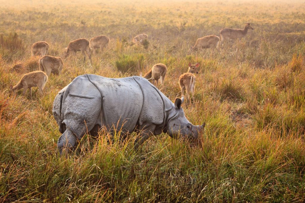 Kaziranga National Park Rhino