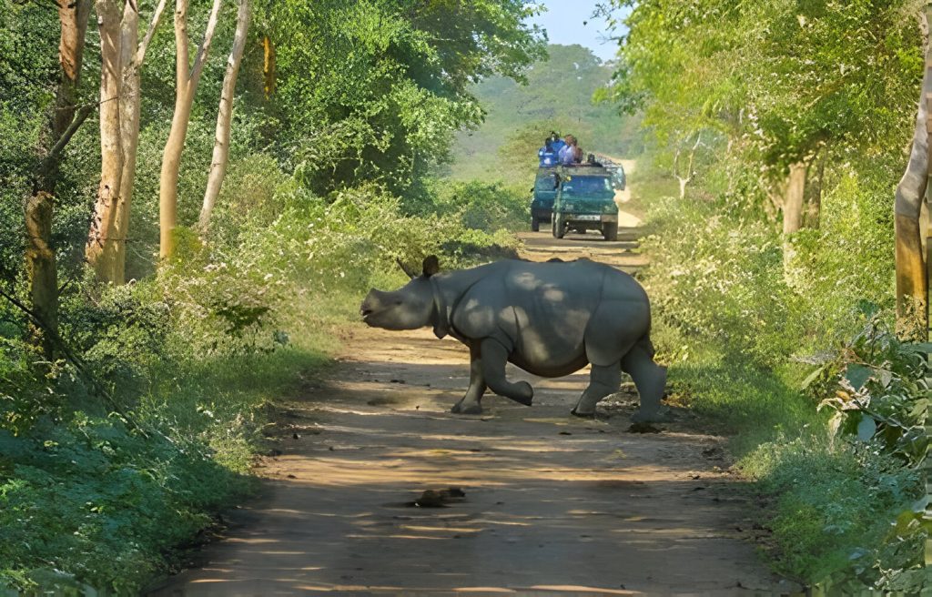 one horned rhino sighting during kaziranga national park jungle safari