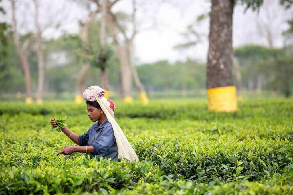 Bokahola tea garden in Assam