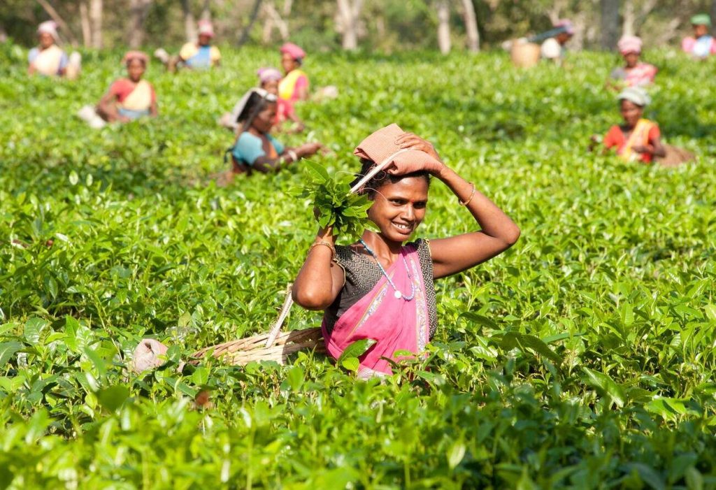 Halmari tea garden in Assam