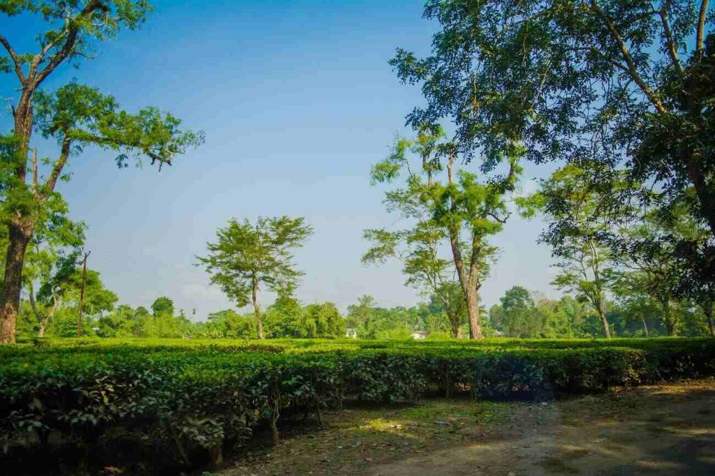 Koomsong tea garden in Assam