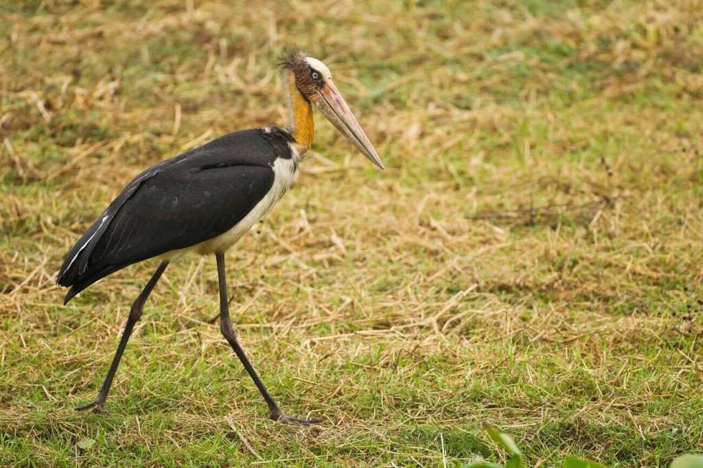 Lesser adjutant stork Majuli Island