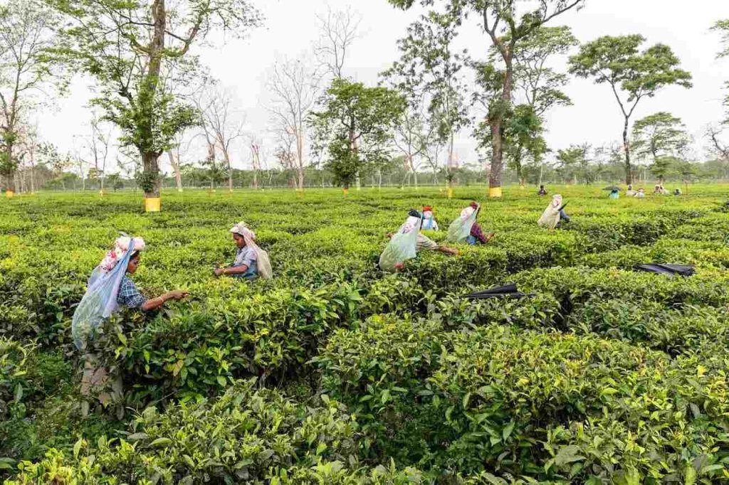 Mangalam tea garden in Assam