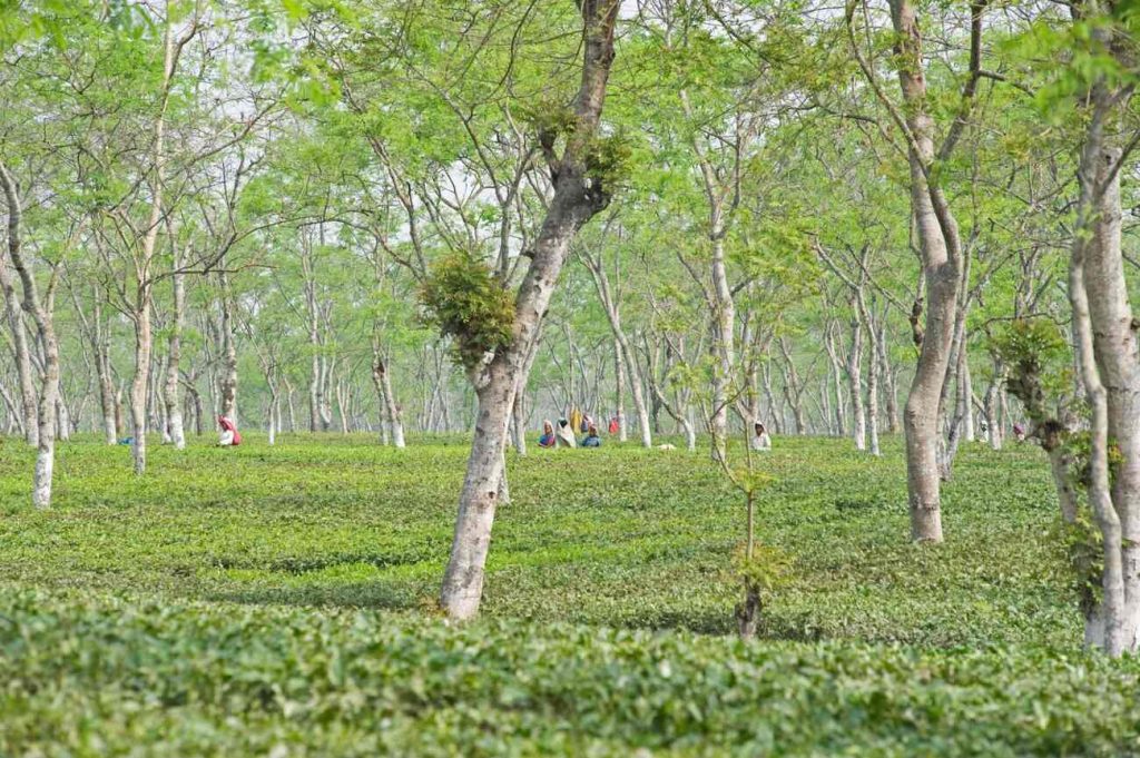 Manohari tea garden in Assam