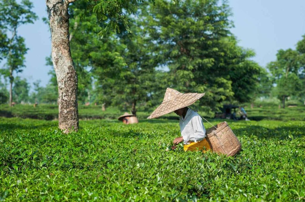 Sessa tea garden in Assam