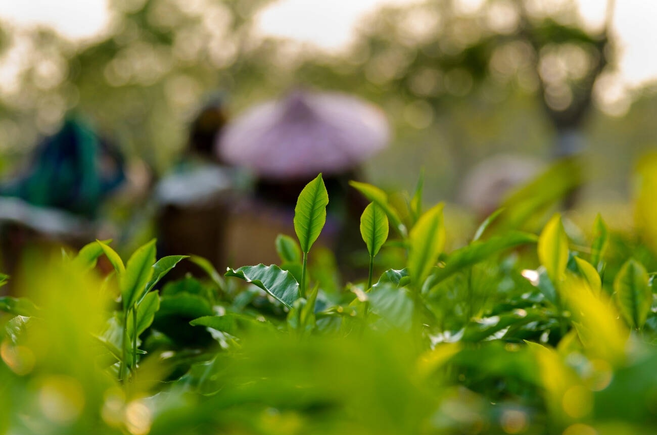 15 famous tea gardens in Assam
