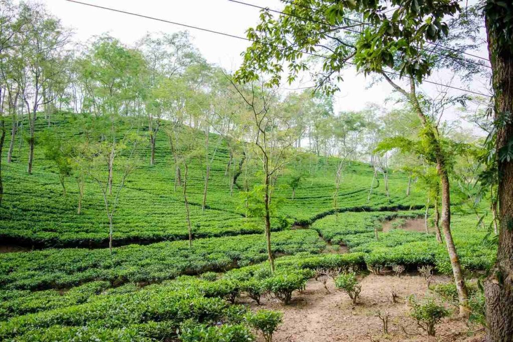 singlo tea garden in Assam